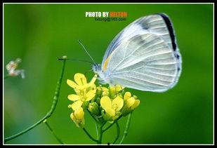 白蝴蝶视频成人版,揭秘成人世界的隐秘故事