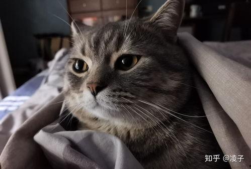 快猫成人短视频怎么下载,轻松保存私密内容